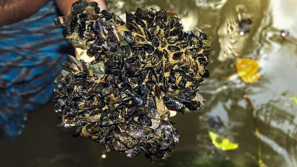 Invasive mussel species from Central & South America wiping out native variant in Kerala