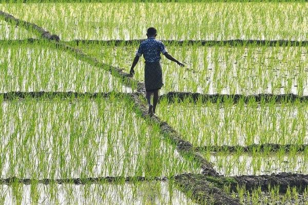 MP farmers grapple with drought & rain related crop losses