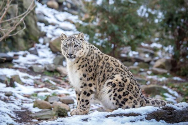 Report reveals challenges in Snow Leopard conservation efforts in India