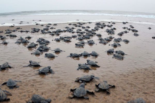 Return of Olive Ridley turtles marks environmental victory for Karnataka coast