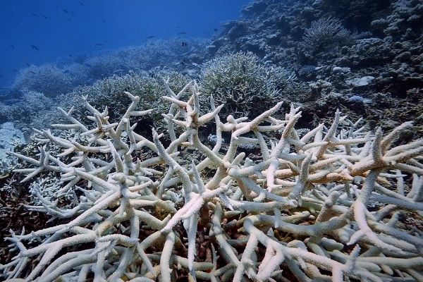 Current coral bleaching crisis threatens Indian marine ecosystems